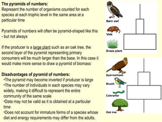 The pyramids of numbers:
Represent the number of organisms counted for each
species at each trophic level in the same area at a
particular time

Pyramids of numbers will often be pyramid-shaped like this
- but not always

If the producer is a large plant such as an oak tree, the
second layer of the pyramid representing primary
consumers will be much larger than the base. In this case it
would make more sense to draw a pyramid of biomass

Disadvantages of pyramid of numbers:
 •The pyramid may become inverted if producer is large
 •The number of individuals in each species may vary
 widely, making it difficult to represent the entire
 community of the same scale
 •Data may not be valid as it is obtained at a particular
 time
 •Does not account for immature forms of a species whose
 diet and energy requirements may differ from the adults.
 