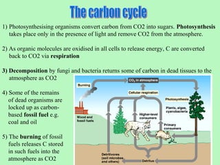 1) Photosynthesising organisms convert carbon from CO2 into sugars. Photosynthesis
   takes place only in the presence of light and remove CO2 from the atmosphere.

2) As organic molecules are oxidised in all cells to release energy, C are converted
   back to CO2 via respiration

3) Decomposition by fungi and bacteria returns some of carbon in dead tissues to the
   atmosphere as CO2

4) Some of the remains
   of dead organisms are
   locked up as carbon-
   based fossil fuel e.g.
   coal and oil

5) The burning of fossil
   fuels releases C stored
   in such fuels into the
   atmosphere as CO2
 