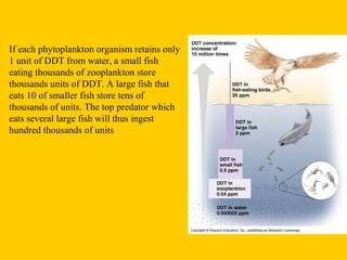 If each phytoplankton organism retains only
1 unit of DDT from water, a small fish
eating thousands of zooplankton store
thousands units of DDT. A large fish that
eats 10 of smaller fish store tens of
thousands of units. The top predator which
eats several large fish will thus ingest
hundred thousands of units
 