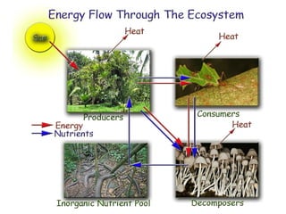 Diversity & Evolution - Organisms and their environment | PPT