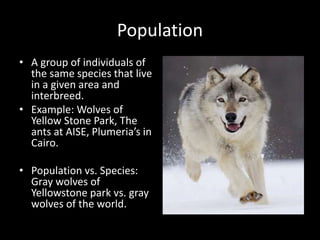 Population 
• A group of individuals of 
the same species that live 
in a given area and 
interbreed. 
• Example: Wolves of 
Yellow Stone Park, The 
ants at AISE, Plumeria’s in 
Cairo. 
• Population vs. Species: 
Gray wolves of 
Yellowstone park vs. gray 
wolves of the world. 
 