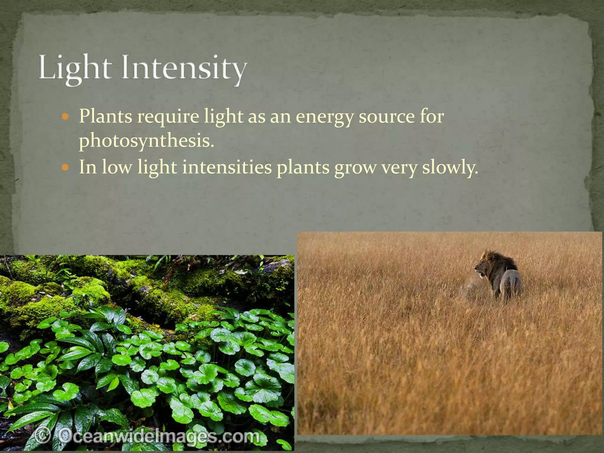  Plants require light as an energy source for
  photosynthesis.
 In low light intensities plants grow very slowly.
 