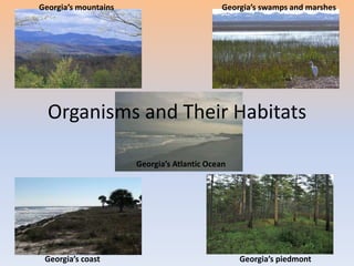 Unit 1 Organisms and Their Habitats Georgia’s mountains Georgia’s swamps and marshes Georgia’s Atlantic Ocean Georgia’s coast Georgia’s piedmont 