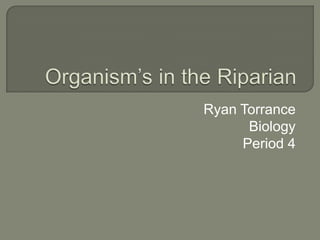 Organism’s in the Riparian  Ryan Torrance Biology Period 4 