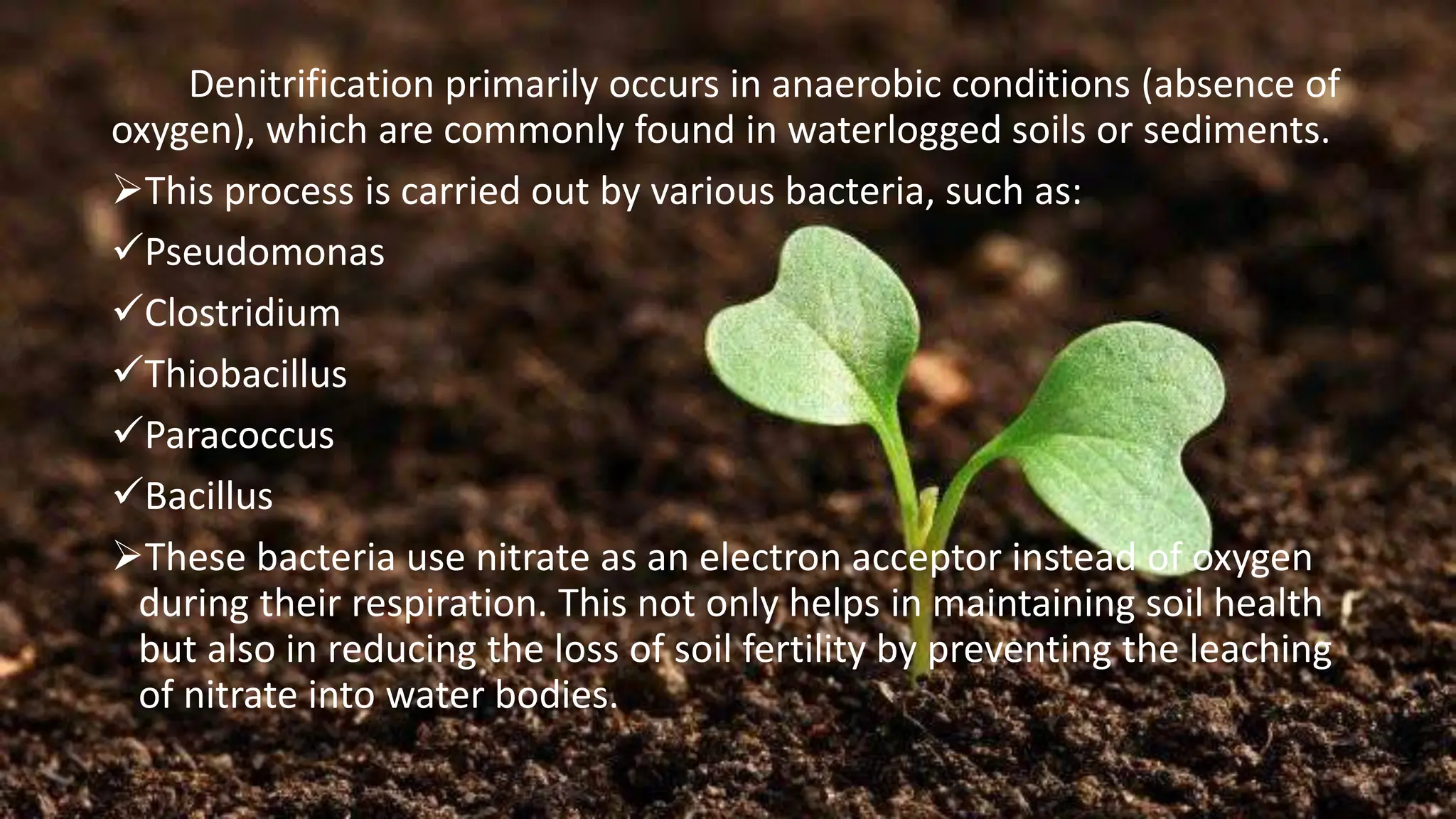 Denitrification primarily occurs in anaerobic conditions (absence of
oxygen), which are commonly found in waterlogged soils or sediments.
➢This process is carried out by various bacteria, such as:
✓Pseudomonas
✓Clostridium
✓Thiobacillus
✓Paracoccus
✓Bacillus
➢These bacteria use nitrate as an electron acceptor instead of oxygen
during their respiration. This not only helps in maintaining soil health
but also in reducing the loss of soil fertility by preventing the leaching
of nitrate into water bodies.
 