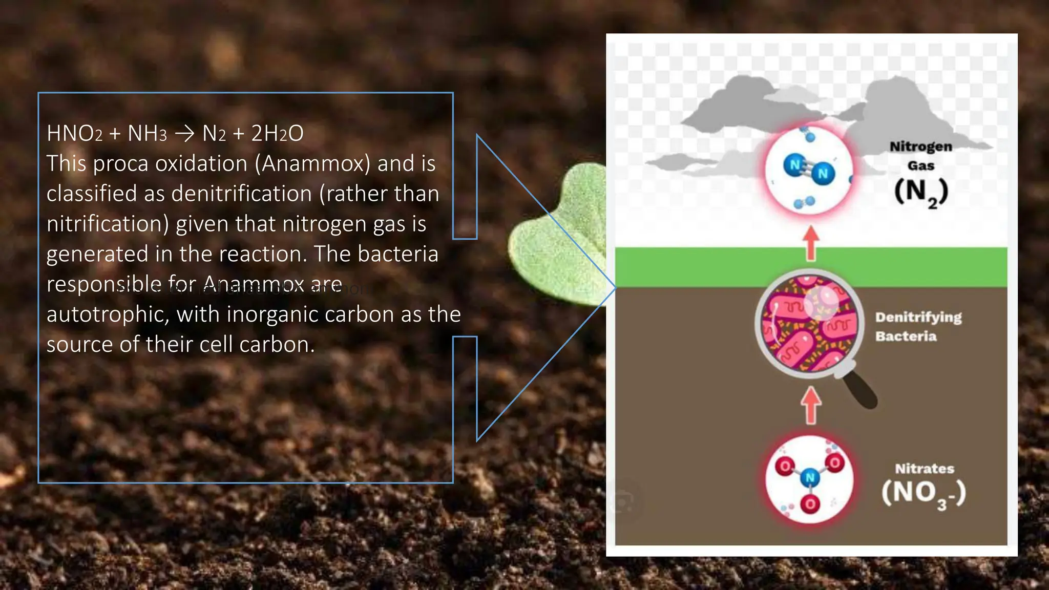 HNO2 + NH3 → N2 + 2H2O
This proca oxidation (Anammox) and is
classified as denitrification (rather than
nitrification) given that nitrogen gas is
generated in the reaction. The bacteria
responsible for Anammox are
autotrophic, with inorganic carbon as the
source of their cell carbon.
ess is termed anaerobic ammoni
 