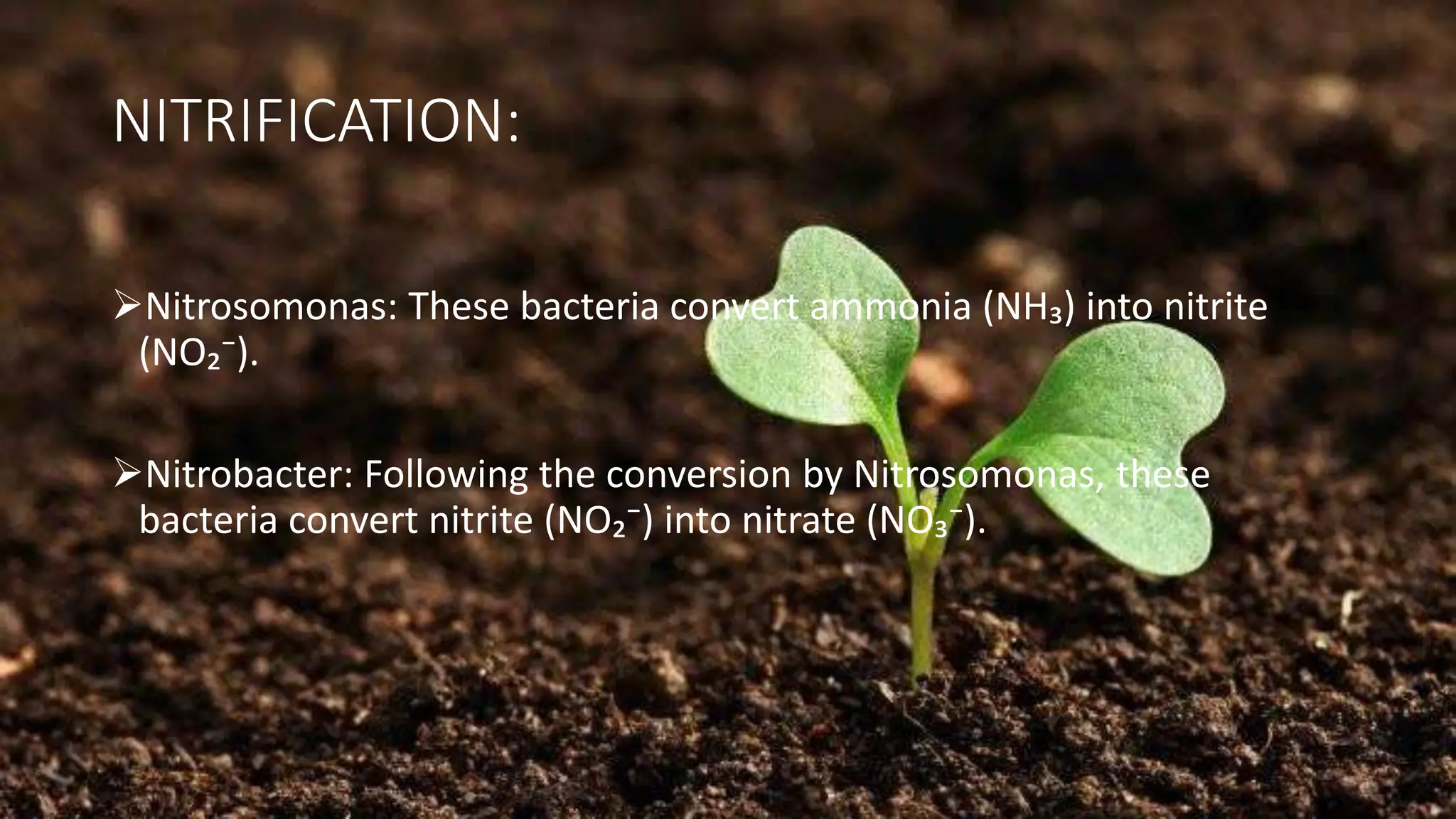 NITRIFICATION:
➢Nitrosomonas: These bacteria convert ammonia (NH₃) into nitrite
(NO₂⁻).
➢Nitrobacter: Following the conversion by Nitrosomonas, these
bacteria convert nitrite (NO₂⁻) into nitrate (NO₃⁻).
 