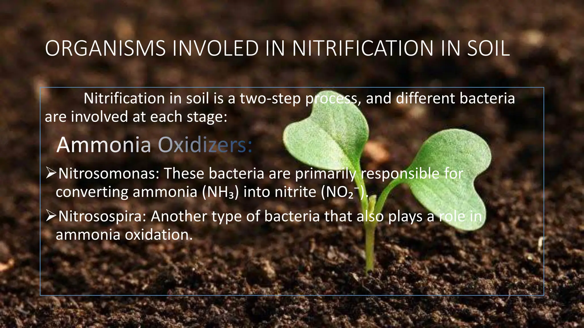 ORGANISMS INVOLED IN NITRIFICATION IN SOIL
Nitrification in soil is a two-step process, and different bacteria
are involved at each stage:
Ammonia Oxidizers:
➢Nitrosomonas: These bacteria are primarily responsible for
converting ammonia (NH₃) into nitrite (NO₂⁻).
➢Nitrosospira: Another type of bacteria that also plays a role in
ammonia oxidation.
 
