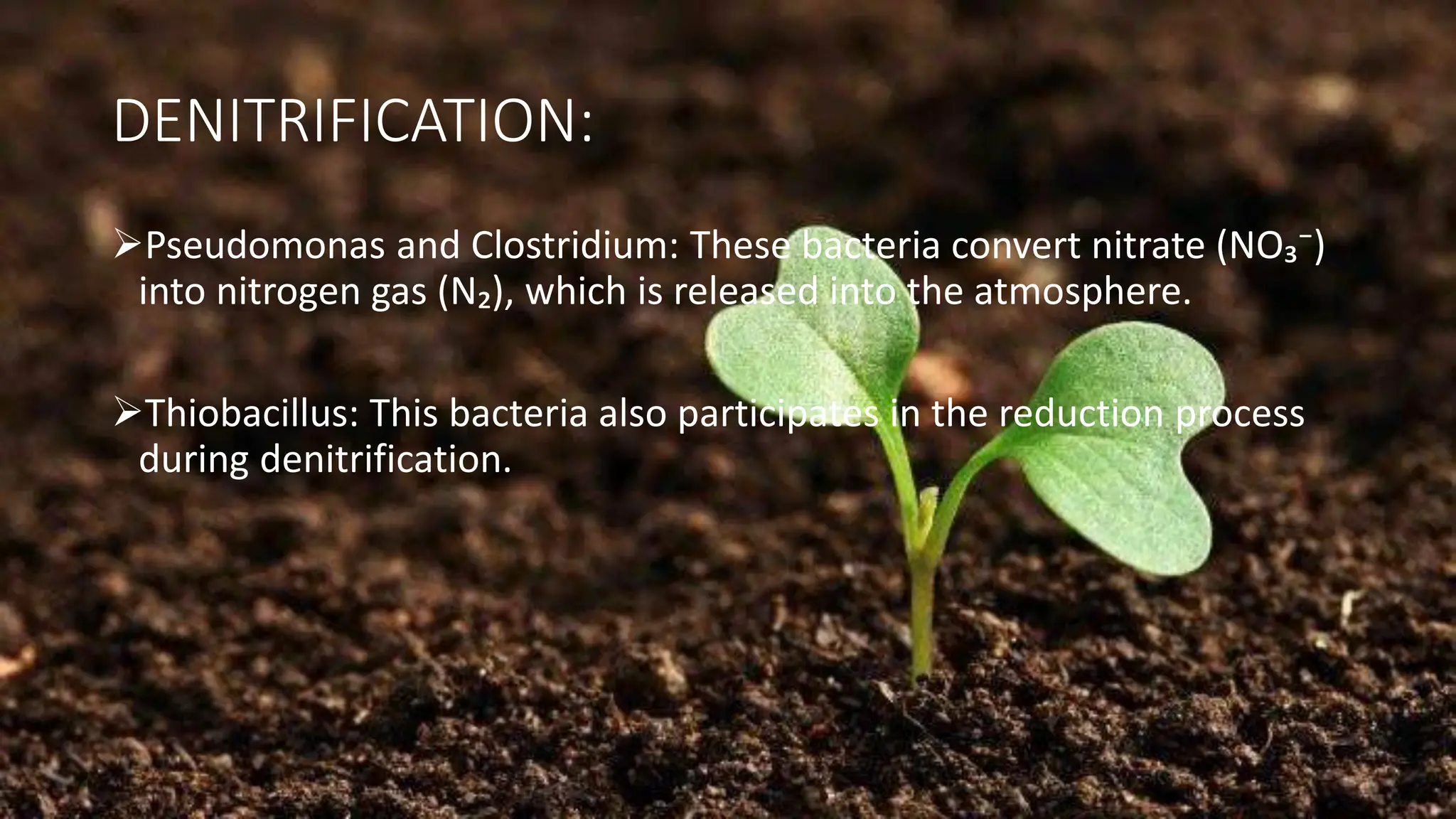 DENITRIFICATION:
➢Pseudomonas and Clostridium: These bacteria convert nitrate (NO₃⁻)
into nitrogen gas (N₂), which is released into the atmosphere.
➢Thiobacillus: This bacteria also participates in the reduction process
during denitrification.
 