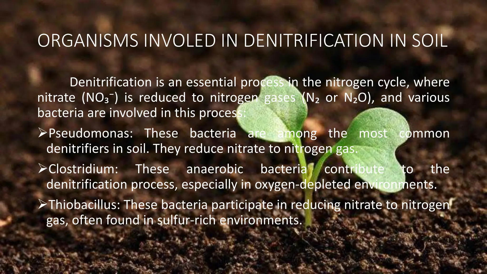 ORGANISMS INVOLED IN DENITRIFICATION IN SOIL
Denitrification is an essential process in the nitrogen cycle, where
nitrate (NO₃⁻) is reduced to nitrogen gases (N₂ or N₂O), and various
bacteria are involved in this process:
➢Pseudomonas: These bacteria are among the most common
denitrifiers in soil. They reduce nitrate to nitrogen gas.
➢Clostridium: These anaerobic bacteria contribute to the
denitrification process, especially in oxygen-depleted environments.
➢Thiobacillus: These bacteria participate in reducing nitrate to nitrogen
gas, often found in sulfur-rich environments.
 