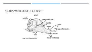 SNAILS WITH MUSCULAR FOOT
 