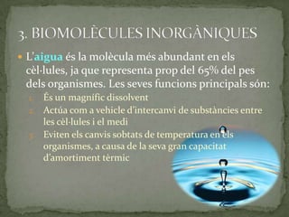  L’aigua és la molècula més abundant en els
cèl·lules, ja que representa prop del 65% del pes
dels organismes. Les seves funcions principals són:
1. És un magnífic dissolvent
2. Actúa com a vehicle d’intercanvi de substàncies entre
les cèl·lules i el medi
3. Eviten els canvis sobtats de temperatura en els
organismes, a causa de la seva gran capacitat
d’amortiment tèrmic
 