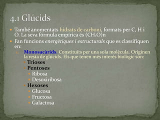  També anomentats hidrats de carboni, formats per C, H i
O. La seva fórmula empírica és (CH2O)n
 Fan funcions energètiques i estructurals que es classifiquen
en:
1. Monosacàrids. Constituïts per una sola molècula. Originen
la resta de glúcids. Els que tenen més interès biològic són:
 Trioses
 Pentoses
 Ribosa
 Desoxiribosa
 Hexoses
 Glucosa
 Fructosa
 Galactosa
 