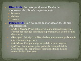 2. Disacàrids. Formats per dues molècules de
monosacàrids. Els més importants són:
 Sacarosa
 Maltosa
 Lactosa
3. Polisacàrids. Són polímers de monosacàrids. Els més
importants són:
 Midó o fècula. Principal reserva alimentària dels vegetals.
Format per cadenes constituïdes per centenars de molècules
de sacarosa
 Glucogen. Principal molkècula d’emmagatzematge d’energia
en els animals superiors.
 Cel·lulosa. Component principal de la paret vegetal.
 Quitina. Component principal de l’exoesquelet dels
artròpodes i de les parets cel·lulars dels fongs. És una
molècula dura i resistent.
 