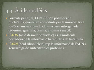  Formats per C, H, O, N i P. Són polímers de
nucleòtids, que estan constituïts per la unió de: àcid
fosfòric, un monosacàrid i una base nitrogenada
(adenina, guanina, timina, citosina i uracil)
 L’ADN (àcid desoxiribonuclèic) és la molècula
portadora de la informació hereditària de la cèl·lula.
 L’ARN (àcid ribonuclèic) rep la informació de l’ADN i
s’encarrega de sintetitzar les proteïnes
 