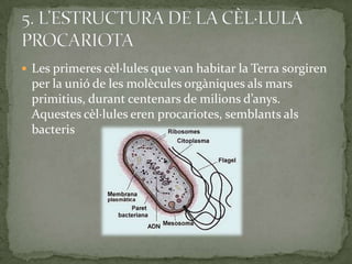  Les primeres cèl·lules que van habitar la Terra sorgiren
per la unió de les molècules orgàniques als mars
primitius, durant centenars de milions d’anys.
Aquestes cèl·lules eren procariotes, semblants als
bacteris
 
