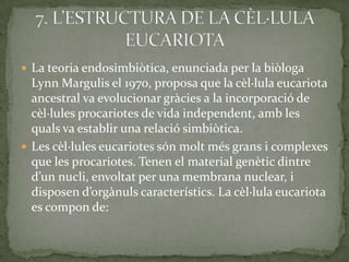  La teoria endosimbiòtica, enunciada per la biòloga
Lynn Margulis el 1970, proposa que la cèl·lula eucariota
ancestral va evolucionar gràcies a la incorporació de
cèl·lules procariotes de vida independent, amb les
quals va establir una relació simbiòtica.
 Les cèl·lules eucariotes són molt més grans i complexes
que les procariotes. Tenen el material genètic dintre
d’un nucli, envoltat per una membrana nuclear, i
disposen d’org{nuls característics. La cèl·lula eucariota
es compon de:
 