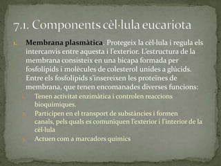 1. Membrana plasmàtica. Protegeix la cèl·lula i regula els
intercanvis entre aquesta i l’exterior. L’estructura de la
membrana consisteix en una bicapa formada per
fosfolípids i molècules de colesterol unides a glúcids.
Entre els fosfolípids s’insereixen les proteïnes de
membrana, que tenen encomanades diverses funcions:
1. Tenen activitat enzimàtica i controlen reaccions
bioquímiques.
2. Participen en el transport de substàncies i formen
canals, pels quals es comuniquen l’exterior i l’interior de la
cèl·lula
3. Actuen com a marcadors químics
 