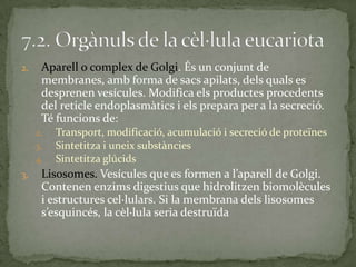 2. Aparell o complex de Golgi. És un conjunt de
membranes, amb forma de sacs apilats, dels quals es
desprenen vesícules. Modifica els productes procedents
del reticle endoplasmàtics i els prepara per a la secreció.
Té funcions de:
2. Transport, modificació, acumulació i secreció de proteïnes
3. Sintetitza i uneix substàncies
4. Sintetitza glúcids
3. Lisosomes. Vesícules que es formen a l’aparell de Golgi.
Contenen enzims digestius que hidrolitzen biomolècules
i estructures cel·lulars. Si la membrana dels lisosomes
s’esquincés, la cèl·lula seria destruïda
 