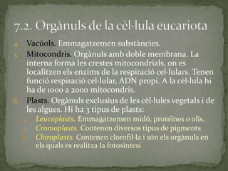 4. Vacúols. Emmagatzemen substàncies.
5. Mitocondris. Orgànuls amb doble membrana. La
interna forma les crestes mitocondrials, on es
localitzen els enzims de la respiració cel·lulars. Tenen
funció respiració cel·lular, ADN propi. A la cèl·lula hi
ha de 1000 a 2000 mitocondris.
6. Plasts. Orgànuls exclusius de les cèl·lules vegetals i de
les algues. Hi ha 3 tipus de plasts:
4. Leucoplasts. Emmagatzemen midó, proteïnes o olis.
5. Cromoplasts. Contenen diversos tipus de pigments
6. Cloroplasts. Contenen clorofil·la i són els orgànuls en
els quals es realitza la fotosíntesi
 