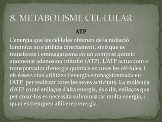 ATP
L’energia que les cèl·lules obtenen de la radiació
lumínica no s’utilitza directament, sinó que es
transfereix i emmagatzema en un compost químic
anomenat adenosina trifosfat (ATP). L’ATP actua com a
transportador d’energia química en totes les cèl·lules, i
els éssers vius utilitzen l’energia emmagatzemada en
l’ATP per realitzar totes les seves activitats. La molècula
d’ATP conté enllaços d’alta energia, és a dir, enllaços que
per crear-los es necessita subministrar molta energia, i
quan es trenquen alliberen energia.
 