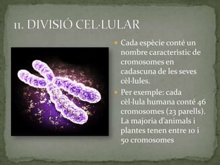  Cada espècie conté un
nombre caracterìstic de
cromosomes en
cadascuna de les seves
cèl·lules.
 Per exemple: cada
cèl·lula humana conté 46
cromosomes (23 parells).
La majoria d’animals i
plantes tenen entre 10 i
50 cromosomes
 