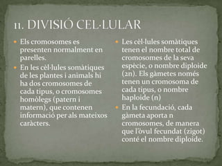  Els cromosomes es
presenten normalment en
parelles.
 En les cèl·lules somàtiques
de les plantes i animals hi
ha dos cromosomes de
cada tipus, o cromosomes
homòlegs (patern i
matern), que contenen
informació per als mateixos
caràcters.
 Les cèl·lules somàtiques
tenen el nombre total de
cromosomes de la seva
espècie, o nombre diploide
(2n). Els gàmetes només
tenen un cromosoma de
cada tipus, o nombre
haploide (n)
 En la fecundació, cada
gàmeta aporta n
cromosomes, de manera
que l’òvul fecundat (zigot)
conté el nombre diploide.
 