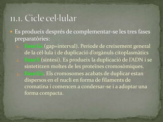  Es produeix després de complementar-se les tres fases
preparatòries:
1. Fase G1 (gap=interval). Període de creixement general
de la cèl·lula i de duplicació d’org{nuls citoplasmàtics
2. Fase S (síntesi). Es produeix la duplicació de l’ADN i se
sintetitzen moltes de les proteïnes cromosòmiques.
3. Fase G2. Els cromosomes acabats de duplicar estan
dispersos en el nucli en forma de filaments de
cromatina i comencen a condersar-se i a adoptar una
forma compacta.
 