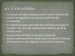  La divisió cel·lular comença amb la mitosi (divisió del
nucli) i és seguida de la citocinesi (divisió del
citoplasma).
 La mitosi assegura que cada nova cèl·lula contingui el
nombre i els tipus de cromosomes idèntics als de la
cèl·lula mare
 La citocinesi divideix la cèl·lula en dues de
noves, cadascuna de les quals conté un nucli i la meitat
del citoplasma i els orgànuls de la cèl·lula materna
 