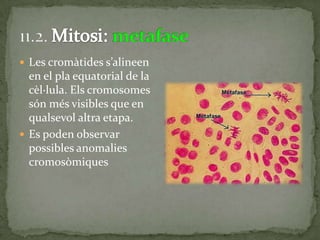  Les cromàtides s’alineen
en el pla equatorial de la
cèl·lula. Els cromosomes
són més visibles que en
qualsevol altra etapa.
 Es poden observar
possibles anomalies
cromosòmiques
 