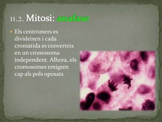  Els centròmers es
divideixen i cada
cromàtida es converteix
en un cromosoma
independent. Alhora, els
cromosomes emigren
cap als pols oposats
 