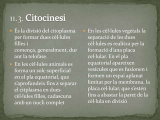  És la divisió del citoplasma
per formar dues cèl·lules
filles i
comença, generalment, dur
ant la telofase.
 En les cèl·lules animals es
forma un solc superficial
en el pla equatorial, que
s’aprofundeix fins a separar
el citplasma en dues
cèl·lules filles, cadascuna
amb un nucli complet
 En les cèl·lules vegetals la
separació de les dues
cèl·lules es realitza per la
formació d’una placa
cel·lular. En el pla
equatorial apareixen
vesícules que es fusionen i
formen un espai aplanat
limitat per la membrana, la
placa cel·lular, que s’estén
fins a abastar la paret de la
cèl·lula en divisió
 
