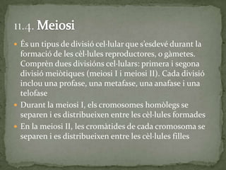  És un tipus de divisió cel·lular que s’esdevé durant la
formació de les cèl·lules reproductores, o gàmetes.
Comprèn dues divisións cel·lulars: primera i segona
divisió meiòtiques (meiosi I i meiosi II). Cada divisió
inclou una profase, una metafase, una anafase i una
telofase
 Durant la meiosi I, els cromosomes homòlegs se
separen i es distribueixen entre les cèl·lules formades
 En la meiosi II, les cromàtides de cada cromosoma se
separen i es distribueixen entre les cèl·lules filles
 
