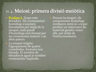  Profase I. Etapa més
duradera. Els cromosomes
homòlegs s’uneixen
literalment per mitjà de la
sinapsi: cada parell
d’homòlegs està format per
un cromosoma matern i un
altre patern
 La sinapsi origina
l’agrupament de quatre
cromàtides, formant una
tètrada. El nombre de
tètrades és igual al nombre
cromosòmic haploide.
 Durant la sinapsi, els
cromosomes homòlegs
s’enllacen entre si i es pot
produir un intercanvi de
material genètic entre
ells, per mitjà de
l’entrecreuament.
 