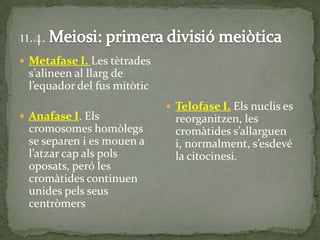  Metafase I. Les tètrades
s’alineen al llarg de
l’equador del fus mitòtic
 Anafase I. Els
cromosomes homòlegs
se separen i es mouen a
l’atzar cap als pols
oposats, peró les
cromàtides continuen
unides pels seus
centròmers
 Telofase I. Els nuclis es
reorganitzen, les
cromàtides s’allarguen
i, normalment, s’esdevé
la citocinesi.
 