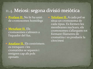  Profase II. No hi ha unió
de cromosomes homòlegs
 Metafase II. Els
cromosomes s’alineen a
l’equador del fus.
 Anafase II. Els centròmers
es trenquen i les
cromàtides se separen i
emigren cap als pols
oposats
 Telofase II. A cada pol se
situa un cromosoma de
cada tipus. Es formen les
membranes nuclears, els
cromosomes s’allarguen tot
formant filaments de
cromatina i es produeix la
citocinesi
 