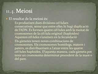  El resultat de la meiosi és:
1. Es produeixen dues divisions cel·lulars
consecutives, sense que entre elles hi hagi duplicació
de l’ADN. Es formen quatre cèl·lules amb la meitat de
cromosomes de la cèl·lula original (haploides)
Aquestes cèl·lules s’uneixen en la fecundació
2. Els gàmetes tenen noves combinacions de
cromosomes. Els cromosomes homòlegs, matern i
patern, es distribuerixen a l’atzar entre les quatre
cèl·lules haploides. D’aquesta manera, cada gàmeta pot
tenir un cromosoma determinat procedent de la mare o
del pare.
 