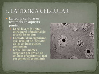  La teoria cel·lular es
resumeix en aquests
punts:
 La cèl·lula és la unitat
estructural i funcional de
tots els éssers vius
 L’activitat d’un organisme
és el resultat de l’activitat
de les cèl·lules que les
componen
 Les cèl·lues només
sorgeixen per divisió de
cèl·lules preexistents i mai
per generació espontània
 