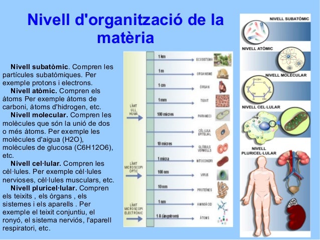 Organització del cos humà 3r eso