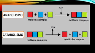 Organizaçaoservivo