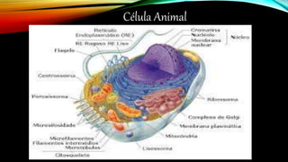 Célula Animal
 