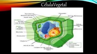 CélulaVegetal
 