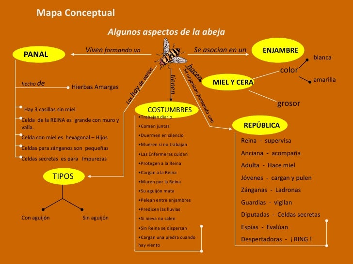 ¿Cómo se organiza mi cerebro?