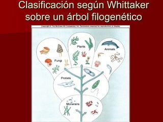 Clasificación según Whittaker
 sobre un árbol filogenético
 