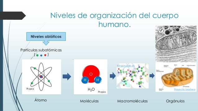 Organización básica del cuerpo humano