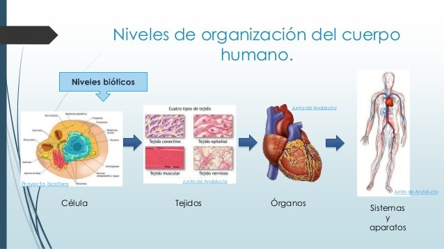 Organización básica del cuerpo humano