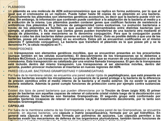    PLÁSMIDOS
   Un plásmido es una molécula de ADN extracromosómico que se replica en forma autónoma, por lo que al
    igual que el cromosoma es un replicón. Puede haber hasta 50 copias de un plásmido en una bacteria.
    Funcionalmente los plásmidos son elementos genéticos accesorios, es decir que la bacteria puede vivir sin
    ellos. Sin embargo, la información que contienen puede contribuir a la adaptación de la bacteria al medio y a
    la evolución de la misma. Los plásmidos pueden contener genes que codifican factores de resistencia a
    antibióticos (los plásmidos R) y factores de patogenicidad como exotoxinas. La evolución bacteriana a
    través de los plásmidos es factible, ya que pueden ser intercambiados entre distintas bacterias (por
    ejemplo, el plásmido F). Es decir que ciertos genes pueden transferirse de una bacteria otra mediante el
    pasaje de plásmidos, a este mecanismo se lo denomina conjugación. Para que la conjugación pueda
    llevarse a cabo las dos bacterias deben ponerse en contacto físico . Esto es posible debido a que una de las
    bacterias, posee pili sexuales (pelos) en su envoltura. Estos pili se encuentran codificados en el mismo
    plásmido F (plásmido conjugativo). La bacteria que transfiere el plásmido es la que posee pili y se la
    denomina F+, la célula receptora es F-.
   TRANSPOSONES
   Los transposones son elementos genéticos movibles, que se encuentran presentes en los procariontes
    (aunque también en las células eucariontes). El descubrimiento de los transposones se lo debemos a
    Barbara McClintock. Los transposones son fragmentos de ADN que se mueven de una localización a otra del
    cromosoma. Esta transposición es catalizada por una enzima llamada transposasa. El gen de la transposasa
    está incluido dentro del mismo transposón. Los transposones al ser elementos móviles, dentro del
    genoma, pueden provocar mutaciones al insertarse en nuevas regiones del ADN.
   PARED CELULAR. BACTERIAS GRAMPOSITIVAS Y GRAMNEGATIVAS
   Por fuera de la membrana celular, se encuentra una pared celular rígida de peptidoglicano, que está presente en
    todas las bacterias excepto los micoplasmas. La presencia de la pared protege a la bacteria de la diferencia
    de presión osmótica entre el medio interno de la bacteria y el medio exterior. De no existir la pared la
    bacteria estallaría. Además la pared cumple funciones de protección como por ejemplo contra sustancias
    tóxicas .
   Existen dos tipos de pared bacteriana que pueden diferenciarse por la Tinción de Gram (siglo XIX). El primer
    grupo de bacterias son aquellas capaces de retener el colorante cristal violeta luego de la decoloración con
    alcohol-cetona. Estas bacterias son llamadas Grampositivas. El segundo grupo está conformado por
    aquellas bacterias incapaces de retener el colorante luego del tratamiento decolorante, por lo tanto son
    llamadas Gramnegativas.
   CÁPSULAS
   Por fuera de la membrana externa de las Gramnegativas y de la gruesa pared de las Grampositivas, se encuentra
    presente, en algunas bacterias, una cápsula o matriz exopolisacárica, formada por un gel hidrofílico. En
    general esta cápsula o matriz está formada por polímeros de azúcares. Las cápsulas permiten a las
    bacterias evadir los mecanismos de defensa de los organismos pluricelulares, también tienen funciones de
 