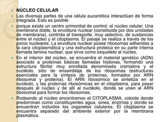    NÚCLEO CELULAR
   Las diversas partes de una célula eucariótica interactúan de forma
    integrada. Esto es posible
   porque existe un centro primordial de control: el núcleo celular. Una
    membrana doble, la envoltura nuclear (constituida por dos unidades
    de membrana), controla el transporte, muy selectivo, de sustancias
    entre el núcleo y el citoplasma. El pasaje se realiza a través de los
    poros nucleares. La envoltura nuclear posee ribosomas adheridos a
    la cara citoplasmática y una estructura proteica en su parte interna
    llamada lamina nuclear, que sirve como esqueleto al núcleo.
   En el interior del núcleo, se encuentra el material genético (ADN)
    asociado a proteínas básicas llamadas histonas, formando una
    estructura fibrilar muy enrollada denominada cromatina y el
    nucléolo, sitio de ensamblaje de los ribosomas (estructuras
    esenciales para la síntesis de proteínas, formados por ARN
    ribosomal y proteína). El ARN ribosómico se sintetiza en el
    nucléolo, y las proteínas ribosómicas en el citoplasma, para pasar
    después al núcleo y de allí al nucléolo, donde se unen al ARN
    ribosomal para formar los ribosomas.
   Rodeando al núcleo encontramos el CITOPLASMA, coloide donde
    predominan como constituyentes agua, iones, enzimas y donde se
    encuentran incluidos los organelos celulares. El citoplasma se
    encuentra separado del ambiente exterior por la membrana
    plasmática.
 