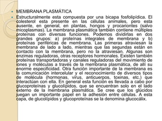    MEMBRANA PLASMÁTICA
   Estructuralmente esta compuesta por una bicapa fosfolipídica. El
    colesterol esta presente en las células animales, pero esta
    ausente, en general, en plantas, hongos y procariontes (salvo
    micoplasmas). La membrana plasmática también contiene múltiples
    proteínas con diversas funciones. Podemos dividirlas en dos
    grandes grupos: a) proteínas integrales de membrana y b)
    proteínas periféricas de membrana. Las primeras atraviesan la
    membrana de lado a lado, mientras que las segundas están en
    contacto con la membrana, pero no la atraviesan. Algunas son
    enzimas reguladoras, otras receptores hormonales. Existen también
    proteínas transportadoras y canales reguladoras del movimiento de
    iones y moléculas a través de la membrana plasmática, de allí su
    enorme especificidad. Otra función importante de la membrana es
    la comunicación intercelular y el reconocimiento de diversos tipos
    de molécula (hormonas, virus, anticuerpos, toxinas, etc.) que
    interactúan con ella. En general esta función es llevada a cabo por
    glucoproteínas y glucolípidos, que se encuentran solo en el lado
    externo de la membrana plasmática. Se cree que los glúcidos
    juegan un importante papel en la adhesión entre células. A esta
    capa, de glucolípidos y glucoproteínas se la denomina glucocálix.
 
