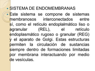  SISTEMA DE ENDOMEMBRANAS
 Este sistema se compone de sistemas
  membranosos       interconectados    entre
  sí, como el retículo endoplalmático liso o
  agranular      (REL),      el     retículo
  endoplasmático rugoso o granular (REG)
  y el aparato de Golgi. Estas estructuras
  permiten la circulación de sustancias
  siempre dentro de formaciones limitadas
  por membrana interactuando por medio
  de vesículas.
 